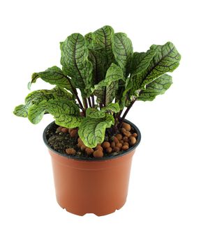 Sorrel leaves, organic herbs picked fresh for kitchen. with a clipping path