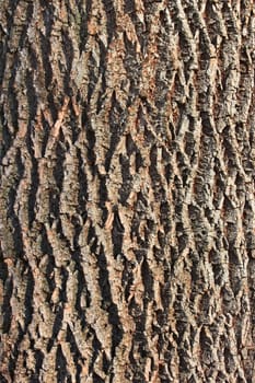 Fragment the bark of the old tree