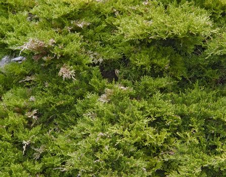 full frame natural background showing thuja foliage