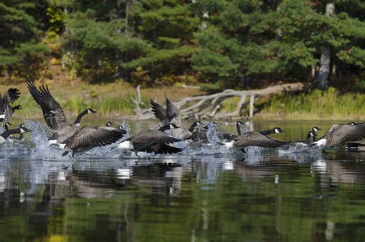 Flock of geese taking off on a northern lake in Ontario