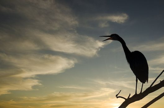 Silhouette of a heron standing on a branch calling out with bright sunset in the background