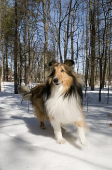 Pure bred collie at the park - looking pretty