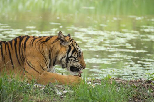 Portrait of a Royal Bengal tiger alert and staring at the camera