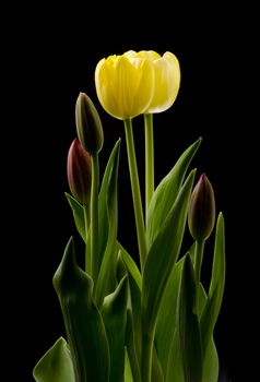 Light hitting the multiple tulips with the yellow blossoms opening first