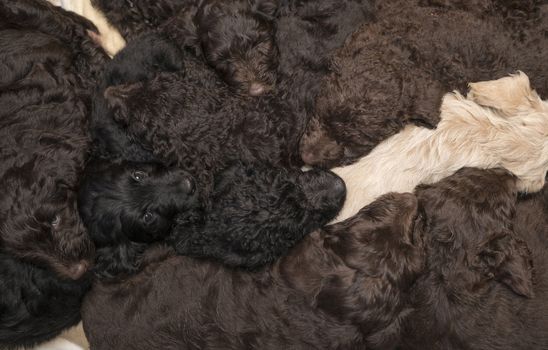 Selective focus on two labradoodle pups who are just wakening with seven other siblings still sleeping, great furry background of puppies