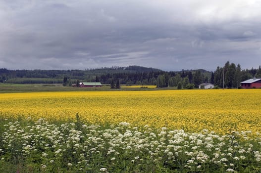vast yellow flower fields in the countryside of Finland