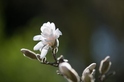 First opening blossom of Magnolia in spring.