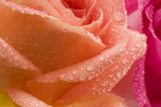 Selective focus peach colored rose in the foreground with dew drops