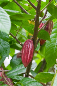 Cocoa tree with pods, Bali island, Indonesia