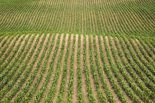 Rows of new corn - graphic image