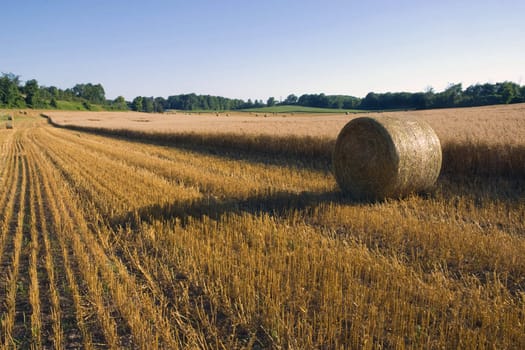 Rows of cut grain and bales next to the ready to harvest grain.