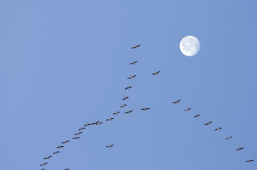 Canadian Geese flying in formation with moon on a blue sky