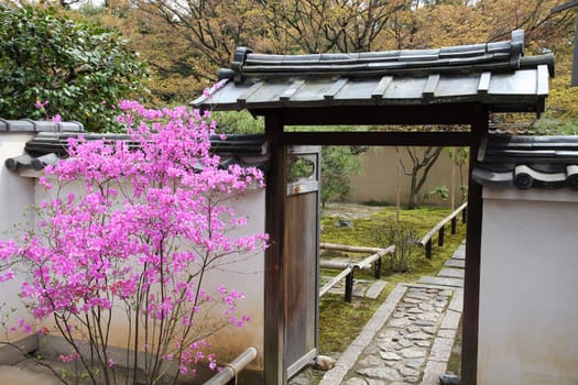 Kyoto, Japan - pink blooming tree at famous Daitokuji (Daitoku-ji) Temple. Buddhist zen temple of Rinzai school.