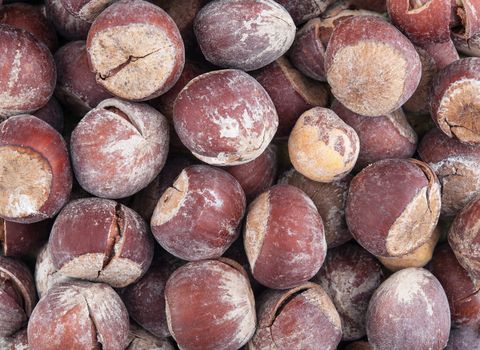 Hazel nut dry brown background with detail closeup