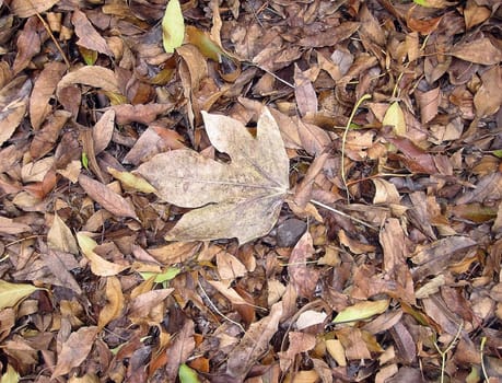 dried autumn leaves of deciduous trees