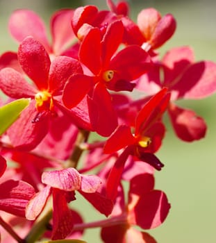 exotic orchids growing on island Bali