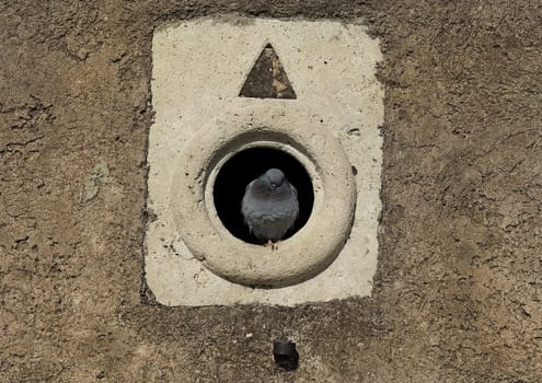 urban pigeon sitting in the hole of the city wall