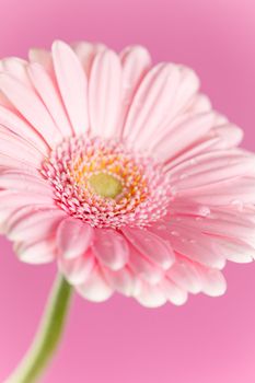 nice gerbera