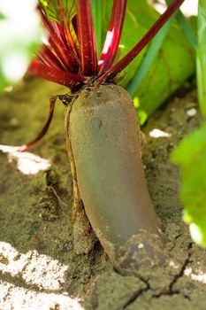 Beetroot in a vegetable garden 