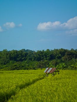 this is cottage in rice fileld ,it's have yellow and green scene and blue sky background