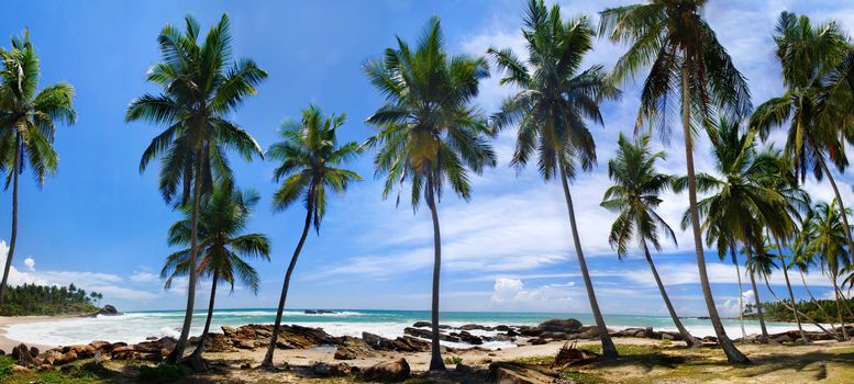 Beautiful palm groove and turquoise tropical sea. Panoramic photo