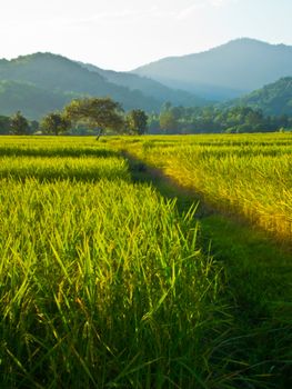 This is road to tree live in rice field