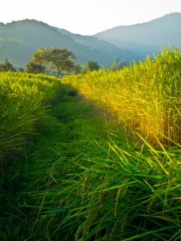 This is road to tree live in rice field