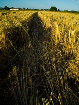 this is the way in rice field