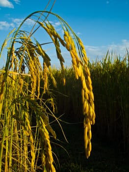 this is a rice in rice field