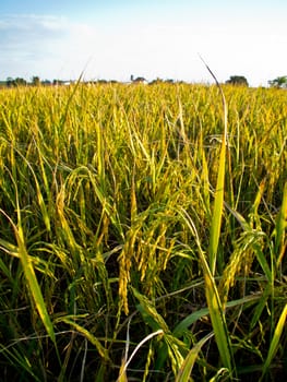 this is a rice in rice field