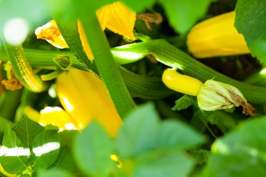 zucchini in the vegetable garden 