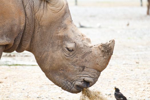 Big rhinoceros eating hay as food happily.
