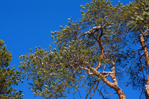 Crohn pine on a background of blue sky. Spring comes.