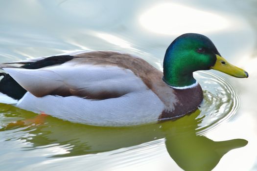 wild duck on the pond in the park in Benalmadena