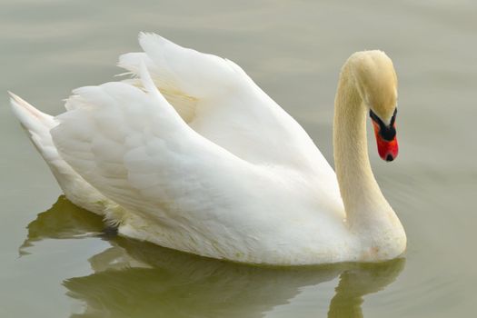 wild swan on the pond in the park in Benalmadena