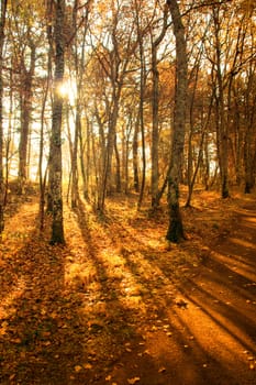 Autumn forest