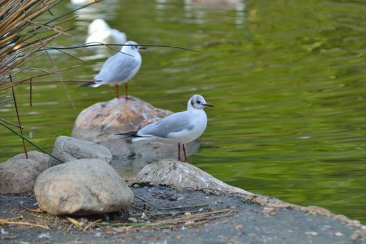 Seagull resting in the park de las Palomas, benalmadena