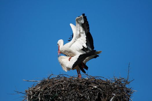 stork couples performing intercourse on her nest with a blue sky background