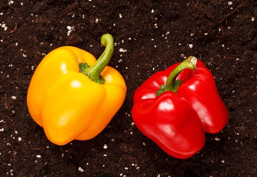 pepper on the soil