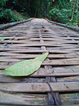 this is a geen leaf on bamboo way