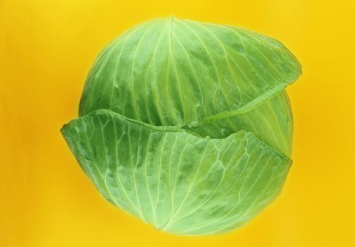 Fresh green cabbage on orange background .