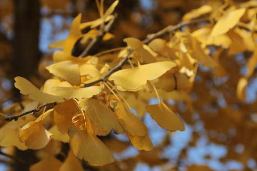 Yellow leaves in a park in Beijing, China