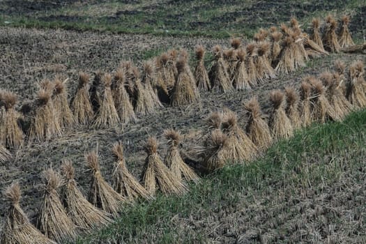 Wheat drying in the Chinese countryside.