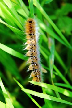 caterpillar, swallowtail, spring worm on green leaf .