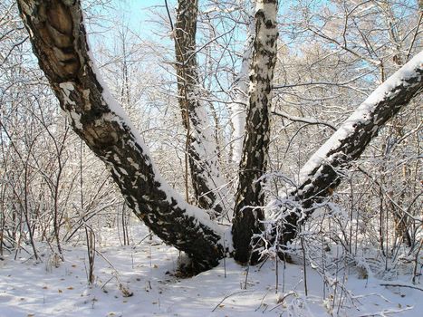 Winter Russian Siberian wood and five birch trunks, growing from one root