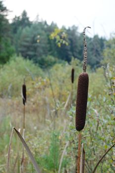 cat's tail plant grow in forest swamp.