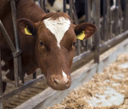 young brown white cow inside
