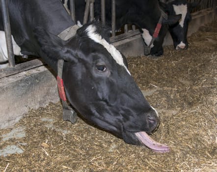cow eating grass with big tonque