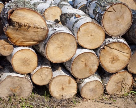 Pile of birch chocks on the ground