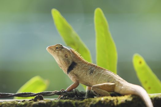 Wild lizard in Thailand